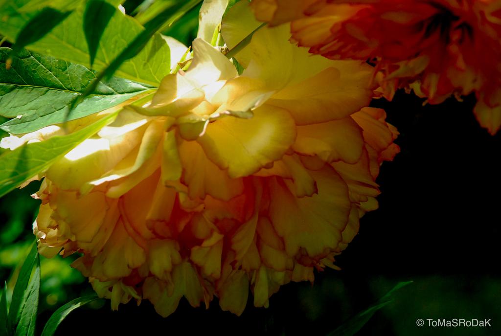 Peony