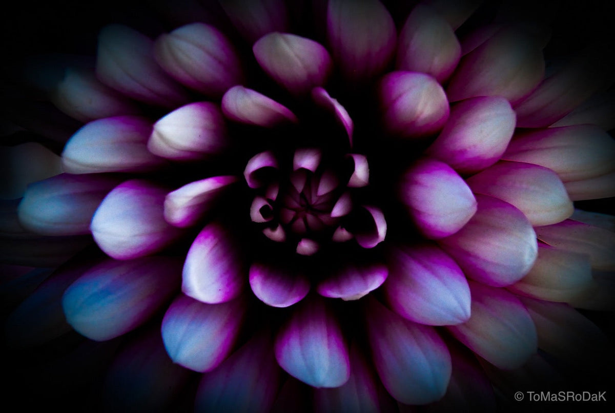 Dahlia by TOMas Rodak, real photo behind acrylic glass in limited edition runs of 139 for sale at TOMs FLOWer CLUB, gallery quality, signed, numbered and certified. 