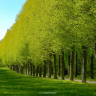 Baroque garden, Tree series of art photography by Tomas Rodak, photo behind the acrylic glas made by White Wall / LUMAS; offered for sale by TOMs FLOWer CLUB. 