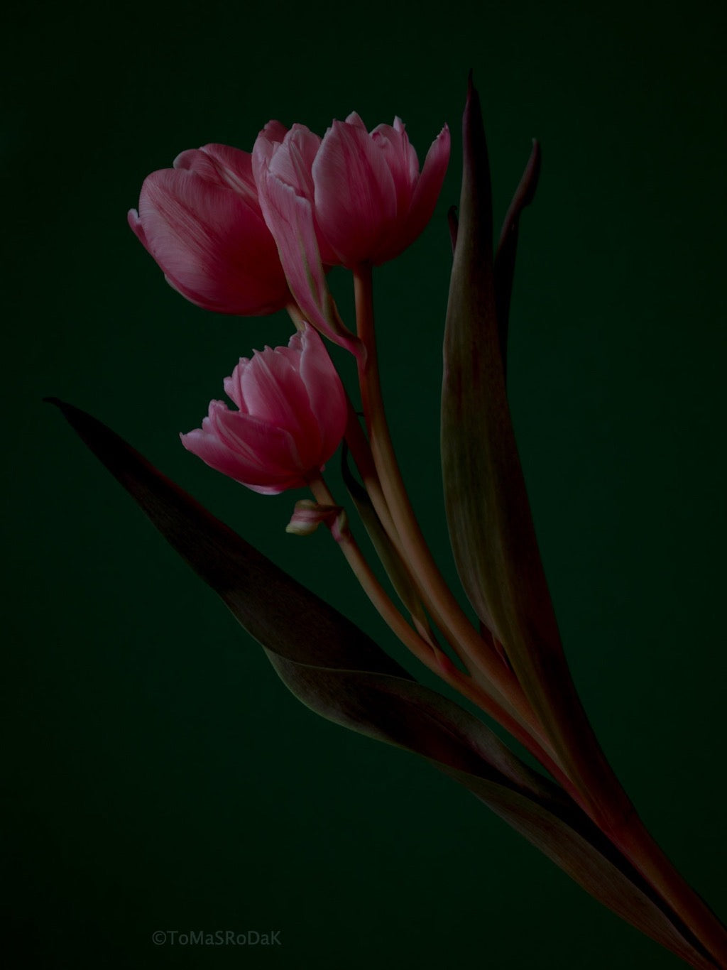 Tulip Photo Picture by Tomas Rodak for sale at TOMs FLOWer CLUB. Limited edition runs of 139 only, framed as real photo print of museum quality, behind 2mm acrylic glass, made by WhiteWall.