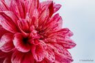 Dahlia by TOMas Rodak, real photo behind acrylic glass in limited edition runs of 139 for sale at TOMs FLOWer CLUB, gallery quality, signed, numbered and certified. 