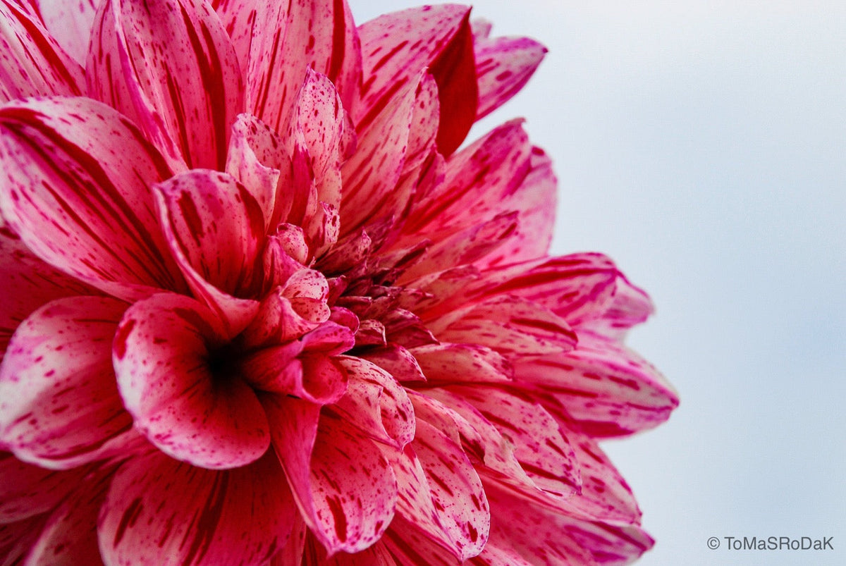Dahlia by TOMas Rodak, real photo behind acrylic glass in limited edition runs of 139 for sale at TOMs FLOWer CLUB, gallery quality, signed, numbered and certified. 