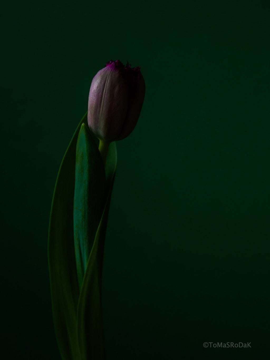 Tulip Photo Picture by Tomas Rodak for sale at TOMs FLOWer CLUB. Limited edition runs of 139 only, framed as real photo print of museum quality, behind 2mm acrylic glass, made by WhiteWall.