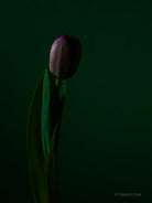 Tulip Photo Picture by Tomas Rodak for sale at TOMs FLOWer CLUB. Limited edition runs of 139 only, framed as real photo print of museum quality, behind 2mm acrylic glass, made by WhiteWall.