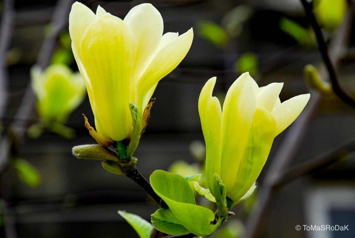 Yellow magnolia by TOMas Rodak, real photo behind acrylic glass in limited edition runs of 139 for sale at TOMs FLOWer CLUB, gallery quality, signed, numbered and certified.