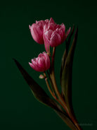 Tulip Photo Picture by Tomas Rodak for sale at TOMs FLOWer CLUB. Limited edition runs of 139 only, framed as real photo print of museum quality, behind 2mm acrylic glass, made by WhiteWall.