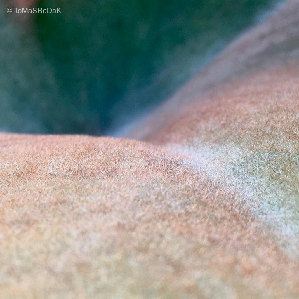 Kalanchoe Beharensis, leaf scape art photo collection by TOMas Rodak for sale at TOMs FLOWer CLUB .