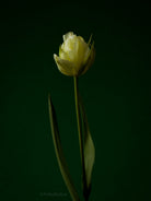 Tulip Photo Picture by Tomas Rodak for sale at TOMs FLOWer CLUB. Limited edition runs of 139 only, framed as real photo print of museum quality, behind 2mm acrylic glass, made by WhiteWall.