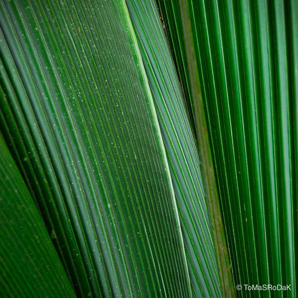 Trachycarpus fortunei, leaf scape art photo collection by TOMas Rodak for sale at TOMs FLOWer CLUB.
