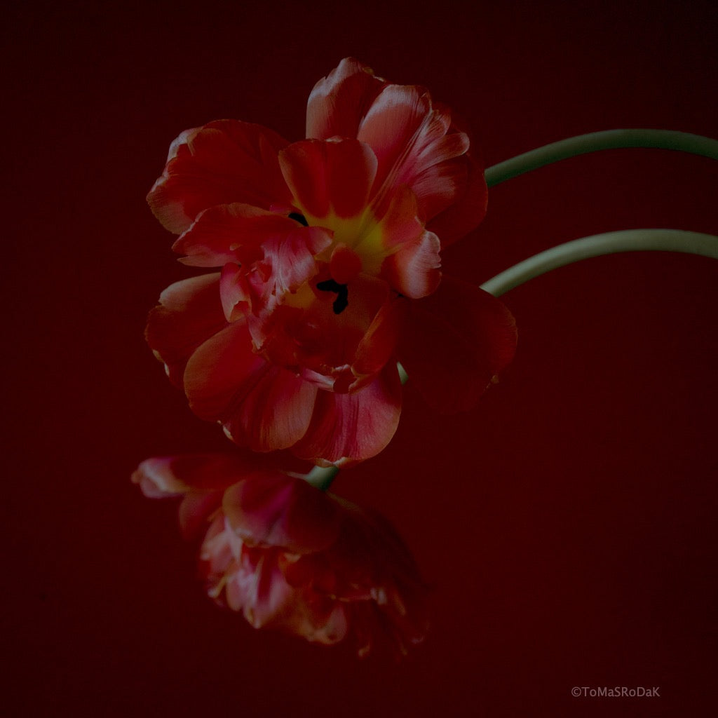 Tulip Photo Picture by Tomas Rodak for sale at TOMs FLOWer CLUB. Limited edition runs of 139 only, framed as real photo print of museum quality, behind 2mm acrylic glass, made by WhiteWall.