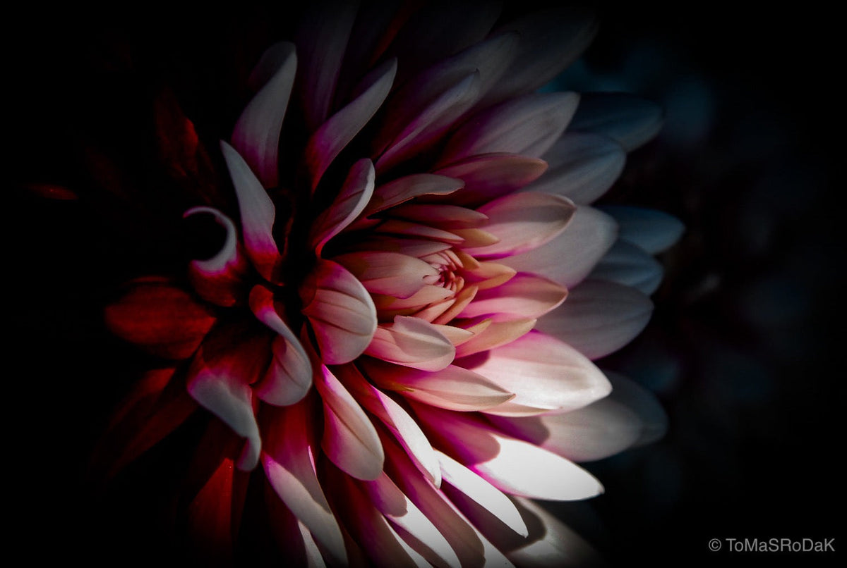 Dahlia, still life floral art photography by Tomas Rodak, photo behind the acrylic glas made by White Wall / LUMAS; offered for sale by TOMs FLOWer CLUB.