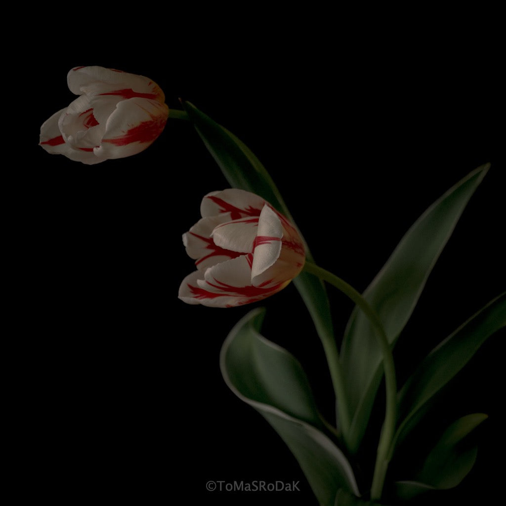 Tulip Photo Picture by Tomas Rodak for sale at TOMs FLOWer CLUB. Limited edition runs of 139 only, framed as real photo print of museum quality, behind 2mm acrylic glass, made by WhiteWall.