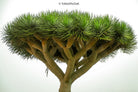 Dracaena Draco, tree series of art photography by Tomas Rodak, photo behind the acrylic glas made by White Wall / LUMAS; offered for sale by TOMs FLOWer CLUB.