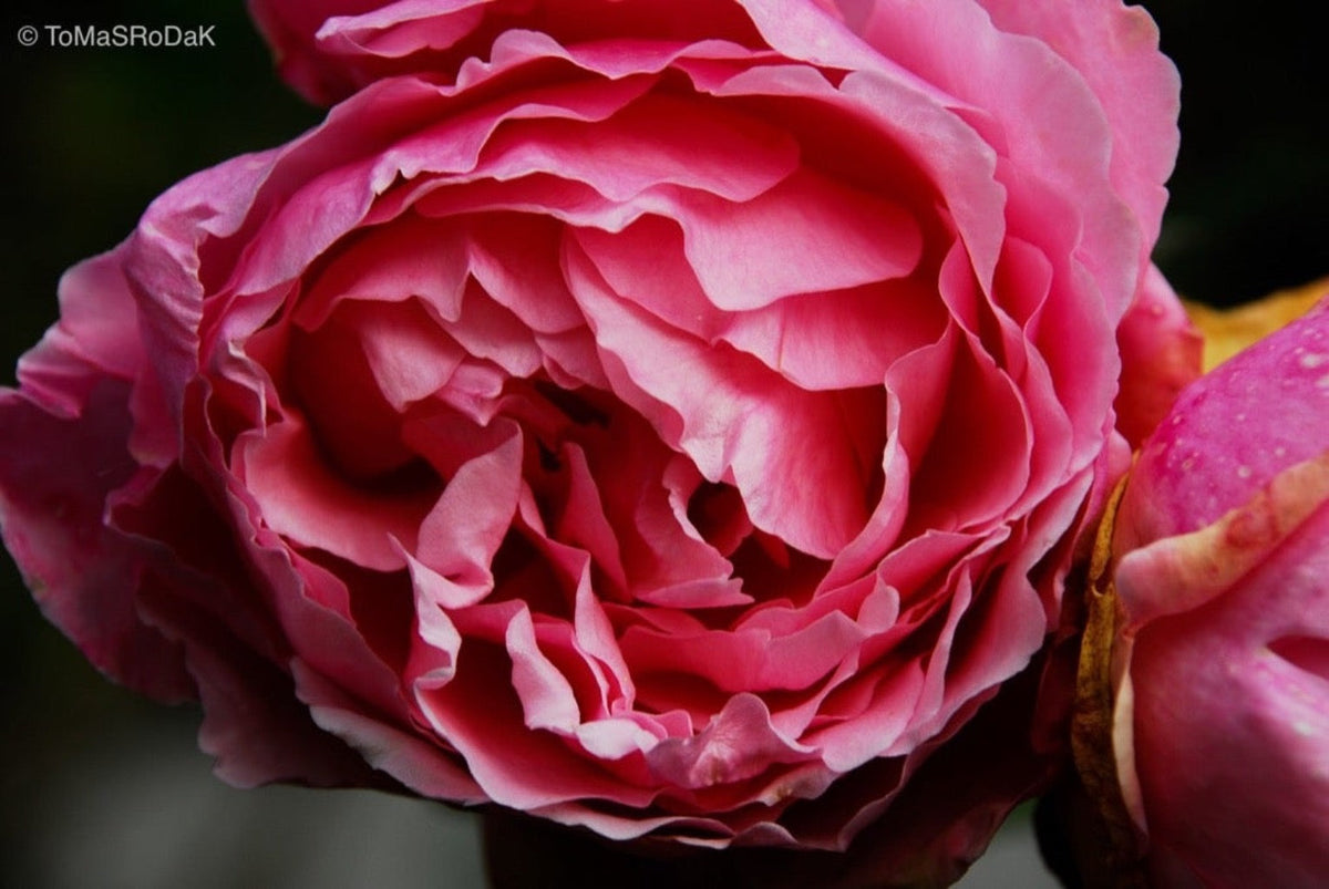 Pink roses, still life floral art photography by Tomas Rodak, photo behind the acrylic glas made by White Wall / LUMAS; offered for sale by TOMs FLOWer CLUB.