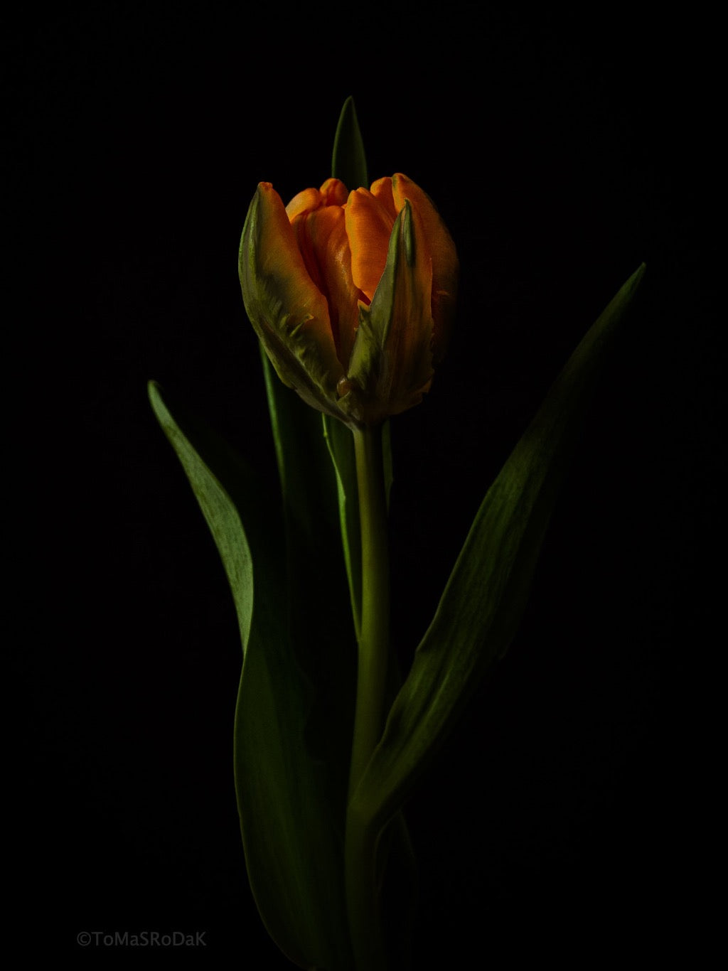 Tulip Photo Picture by Tomas Rodak for sale at TOMs FLOWer CLUB. Limited edition runs of 139 only, framed as real photo print of museum quality, behind 2mm acrylic glass, made by WhiteWall.