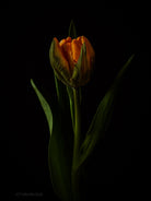 Tulip Photo Picture by Tomas Rodak for sale at TOMs FLOWer CLUB. Limited edition runs of 139 only, framed as real photo print of museum quality, behind 2mm acrylic glass, made by WhiteWall.