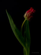 Tulip Photo Picture by Tomas Rodak for sale at TOMs FLOWer CLUB. Limited edition runs of 139 only, framed as real photo print of museum quality, behind 2mm acrylic glass, made by WhiteWall.
