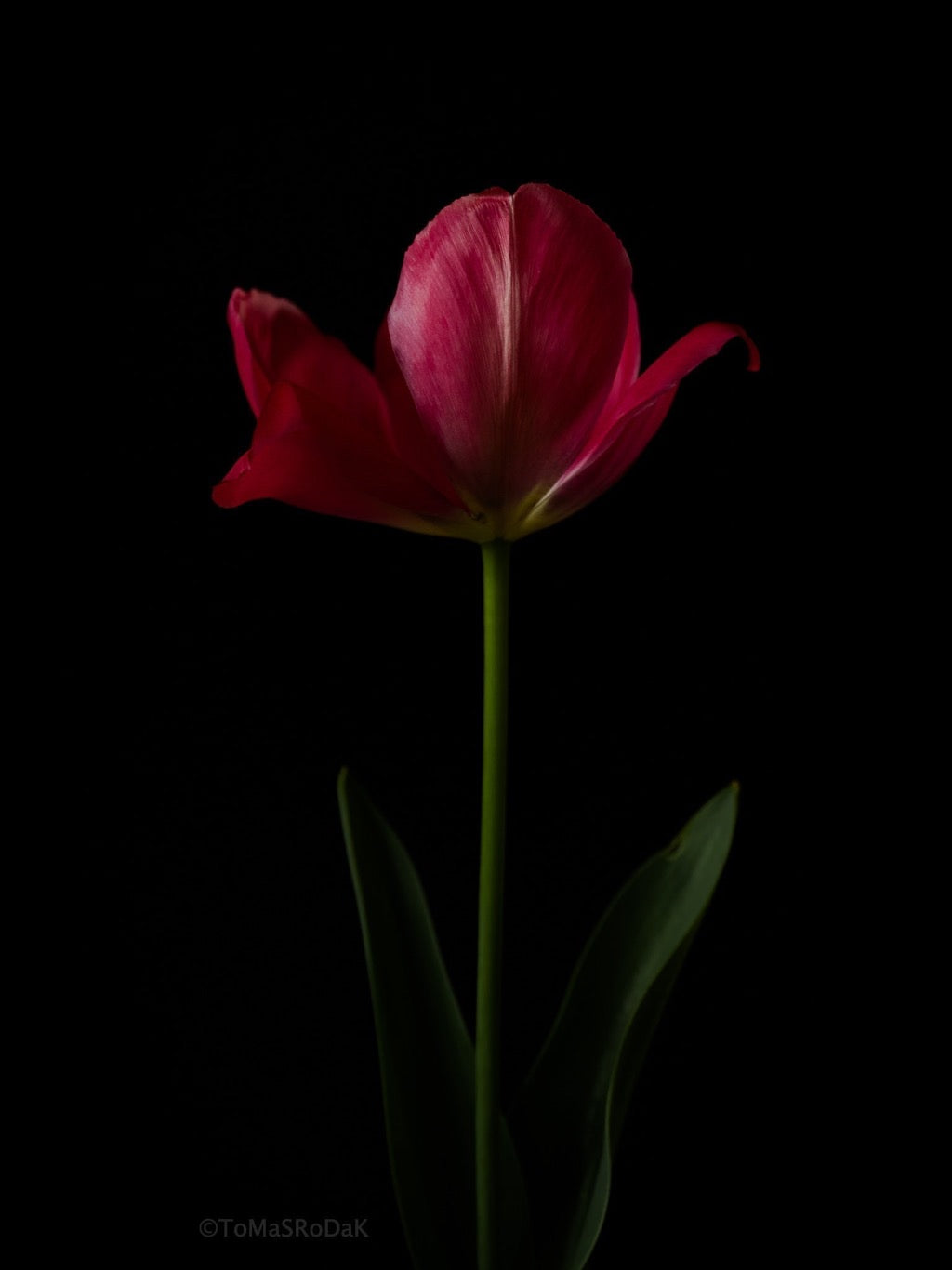 Tulip Photo Picture by Tomas Rodak for sale at TOMs FLOWer CLUB. Limited edition runs of 139 only, framed as real photo print of museum quality, behind 2mm acrylic glass, made by WhiteWall.
