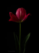 Tulip Photo Picture by Tomas Rodak for sale at TOMs FLOWer CLUB. Limited edition runs of 139 only, framed as real photo print of museum quality, behind 2mm acrylic glass, made by WhiteWall.