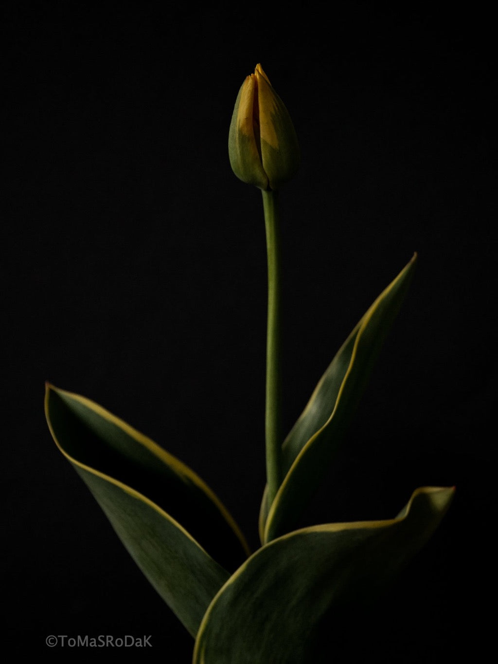 Tulip Photo Picture by Tomas Rodak for sale at TOMs FLOWer CLUB. Limited edition runs of 139 only, framed as real photo print of museum quality, behind 2mm acrylic glass, made by WhiteWall.