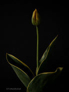 Tulip Photo Picture by Tomas Rodak for sale at TOMs FLOWer CLUB. Limited edition runs of 139 only, framed as real photo print of museum quality, behind 2mm acrylic glass, made by WhiteWall.