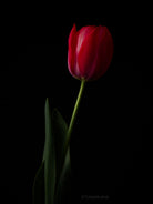 Tulip Photo Picture by Tomas Rodak for sale at TOMs FLOWer CLUB. Limited edition runs of 139 only, framed as real photo print of museum quality, behind 2mm acrylic glass, made by WhiteWall.
