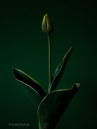 Tulip Photo Picture by Tomas Rodak for sale at TOMs FLOWer CLUB. Limited edition runs of 139 only, framed as real photo print of museum quality, behind 2mm acrylic glass, made by WhiteWall.
