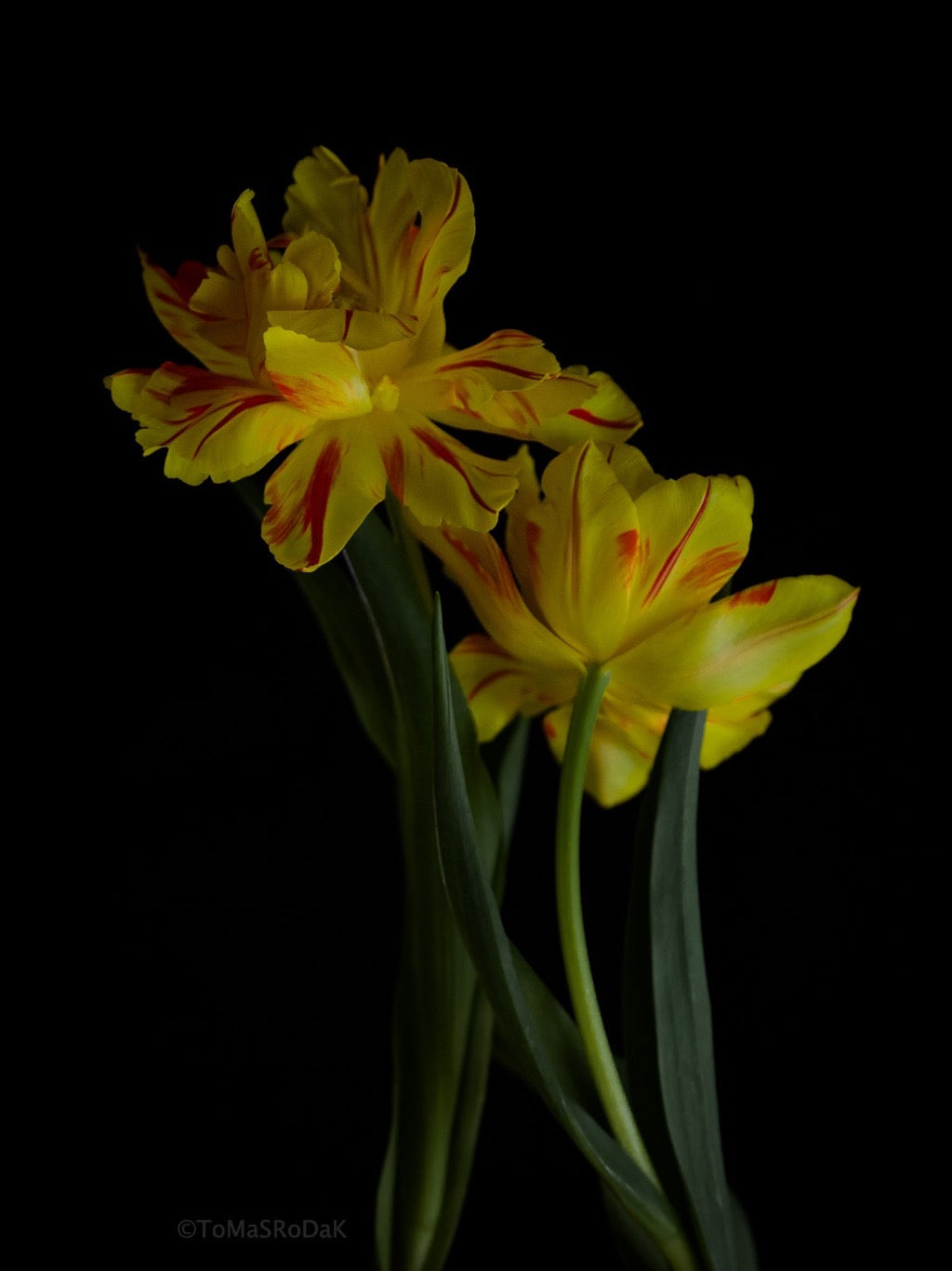 Tulip Photo Picture by Tomas Rodak for sale at TOMs FLOWer CLUB. Limited edition runs of 139 only, framed as real photo print of museum quality, behind 2mm acrylic glass, made by WhiteWall.