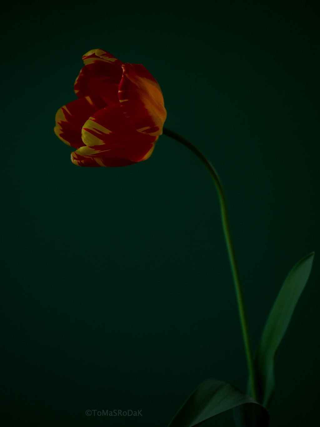 Tulip Photo Picture by Tomas Rodak for sale at TOMs FLOWer CLUB. Limited edition runs of 139 only, framed as real photo print of museum quality, behind 2mm acrylic glass, made by WhiteWall.