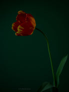 Tulip Photo Picture by Tomas Rodak for sale at TOMs FLOWer CLUB. Limited edition runs of 139 only, framed as real photo print of museum quality, behind 2mm acrylic glass, made by WhiteWall.