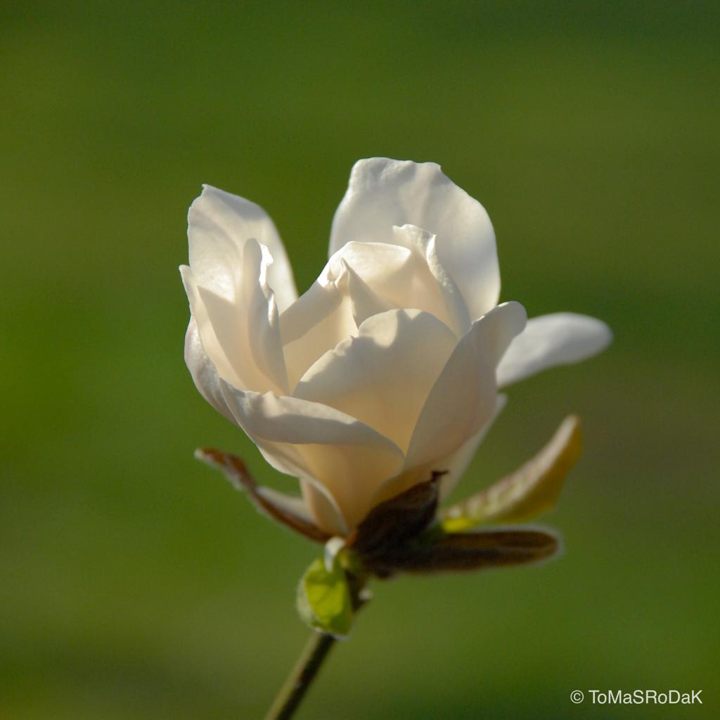 White magnolia by TOMas Rodak, real photo behind acrylic glass in limited edition runs of 139 for sale at TOMs FLOWer CLUB, gallery quality, signed, numbered and certified. 