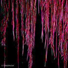 Pink root water fall, leaf scape art photo collection by TOMas Rodak for sale at TOMs FLOWer CLUB.