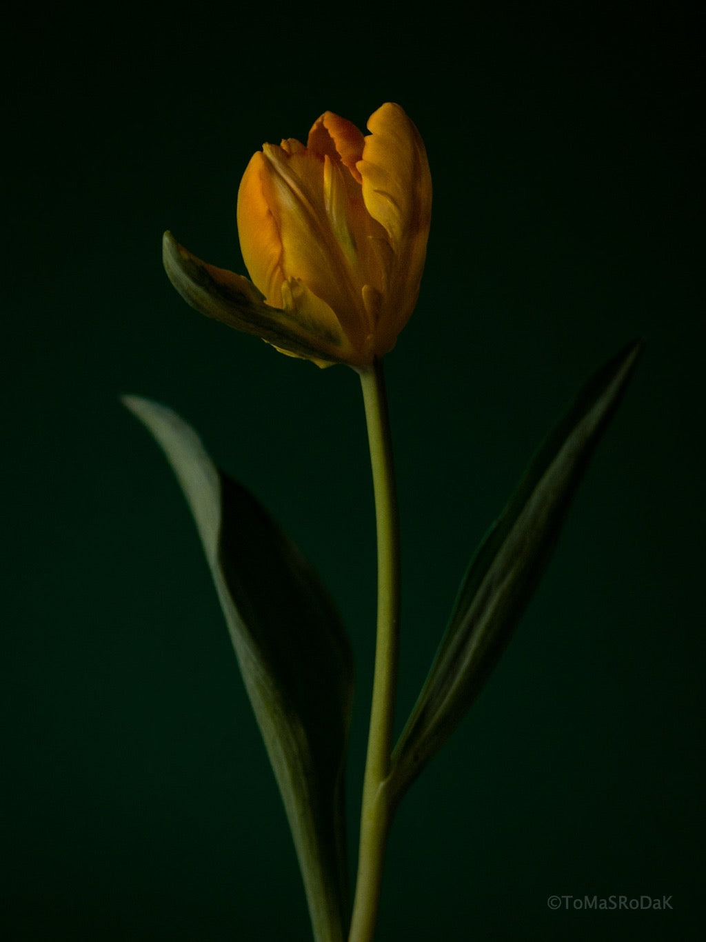 Tulip Photo Picture by Tomas Rodak for sale at TOMs FLOWer CLUB. Limited edition runs of 139 only, framed as real photo print of museum quality, behind 2mm acrylic glass, made by WhiteWall.