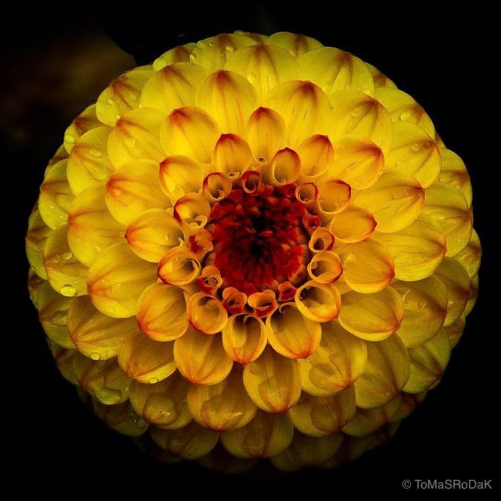 Dahlia by TOMas Rodak, real photo behind acrylic glass in limited edition runs of 139 for sale at TOMs FLOWer CLUB, gallery quality, signed, numbered and certified. 