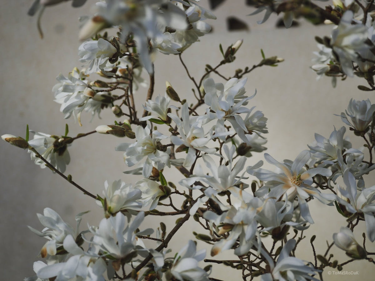 White magnolia by TOMas Rodak, real photo behind acrylic glass in limited edition runs of 139 for sale at TOMs FLOWer CLUB, gallery quality, signed, numbered and certified.
