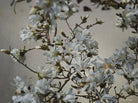 White magnolia by TOMas Rodak, real photo behind acrylic glass in limited edition runs of 139 for sale at TOMs FLOWer CLUB, gallery quality, signed, numbered and certified.