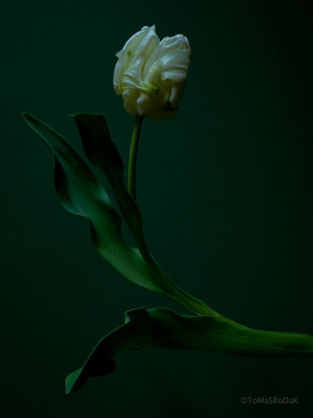 Tulip Photo Picture by Tomas Rodak for sale at TOMs FLOWer CLUB. Limited edition runs of 139 only, framed as real photo print of museum quality, behind 2mm acrylic glass, made by WhiteWall.