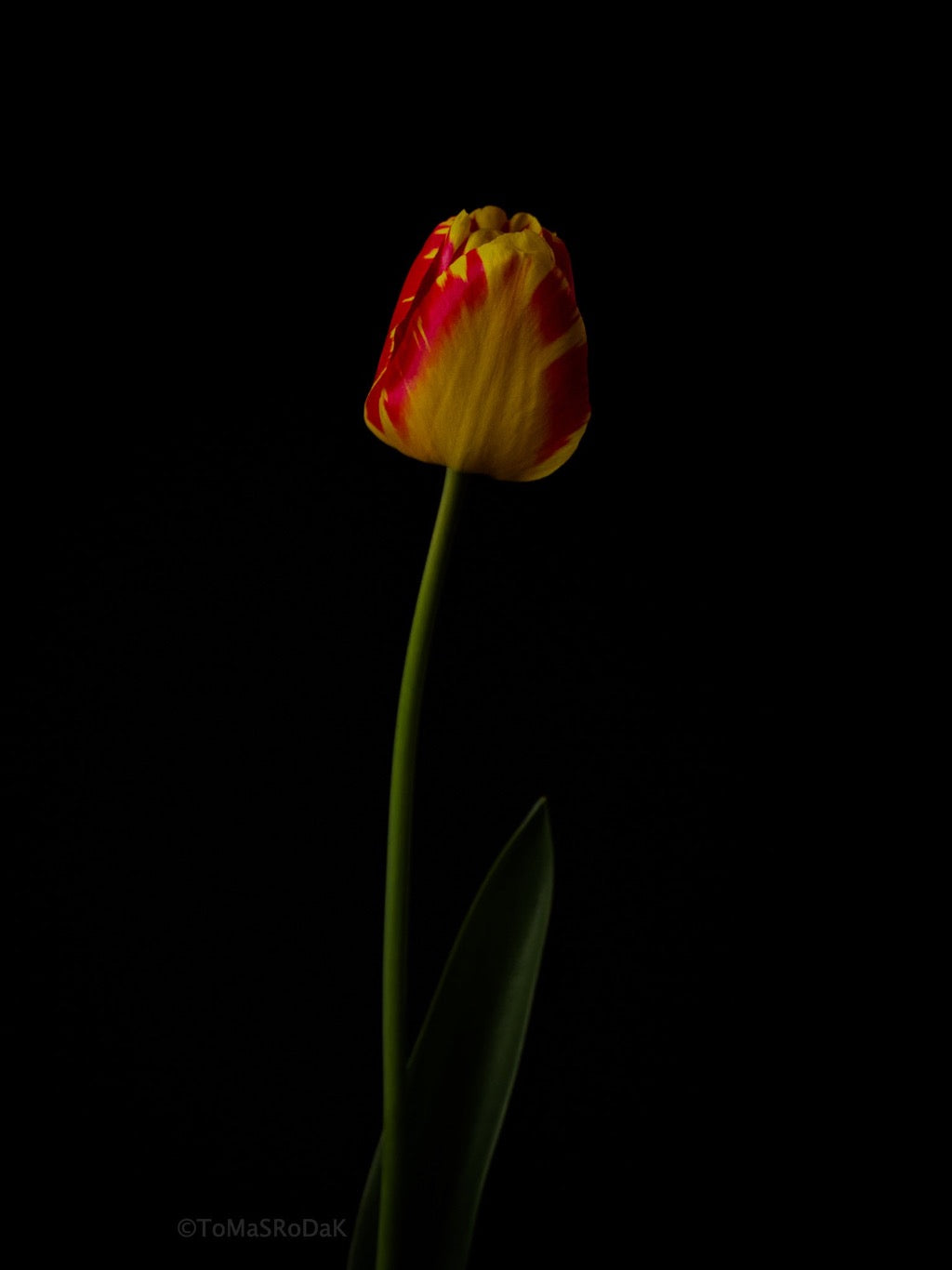 Tulip Photo Picture by Tomas Rodak for sale at TOMs FLOWer CLUB. Limited edition runs of 139 only, framed as real photo print of museum quality, behind 2mm acrylic glass, made by WhiteWall.