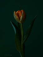 Tulip Photo Picture by Tomas Rodak for sale at TOMs FLOWer CLUB. Limited edition runs of 139 only, framed as real photo print of museum quality, behind 2mm acrylic glass, made by WhiteWall.
