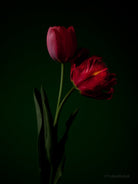 Tulip Photo Picture by Tomas Rodak for sale at TOMs FLOWer CLUB. Limited edition runs of 139 only, framed as real photo print of museum quality, behind 2mm acrylic glass, made by WhiteWall.