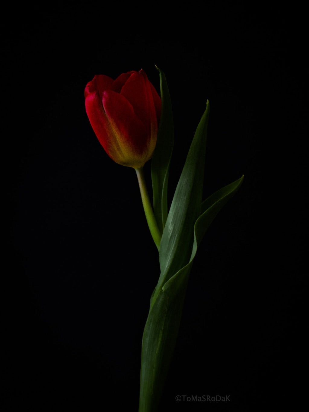 Tulip Photo Picture by Tomas Rodak for sale at TOMs FLOWer CLUB. Limited edition runs of 139 only, framed as real photo print of museum quality, behind 2mm acrylic glass, made by WhiteWall.