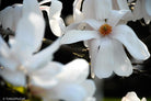 White magnolia by TOMas Rodak, real photo behind acrylic glass in limited edition runs of 139 for sale at TOMs FLOWer CLUB, gallery quality, signed, numbered and certified.
