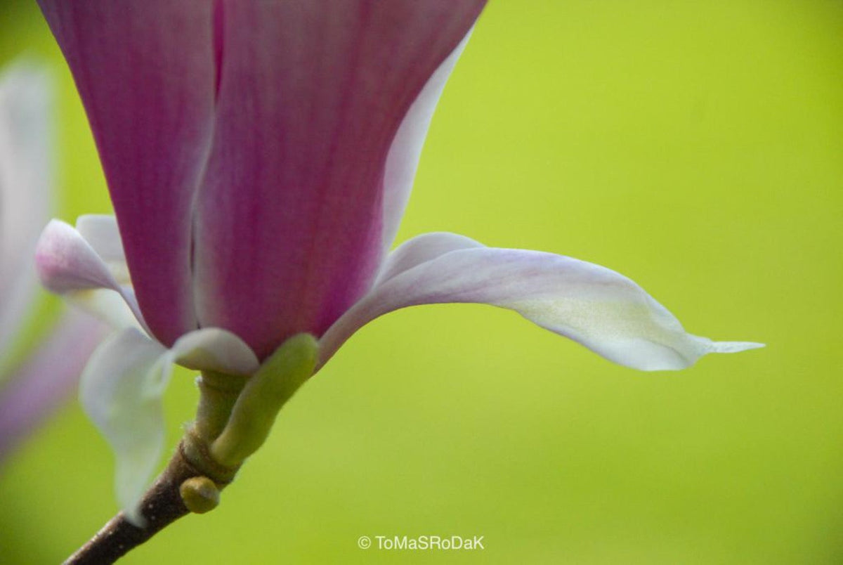 White magnolia by TOMas Rodak, real photo behind acrylic glass in limited edition runs of 139 for sale at TOMs FLOWer CLUB, gallery quality, signed, numbered and certified.