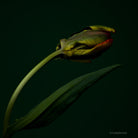 Tulip Photo Picture by Tomas Rodak for sale at TOMs FLOWer CLUB. Limited edition runs of 139 only, framed as real photo print of museum quality, behind 2mm acrylic glass, made by WhiteWall.