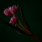 Tulip Photo Picture by Tomas Rodak for sale at TOMs FLOWer CLUB. Limited edition runs of 139 only, framed as real photo print of museum quality, behind 2mm acrylic glass, made by WhiteWall.