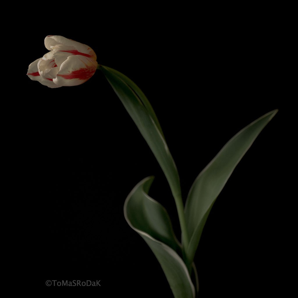 Tulip Photo Picture by Tomas Rodak for sale at TOMs FLOWer CLUB. Limited edition runs of 139 only, framed as real photo print of museum quality, behind 2mm acrylic glass, made by WhiteWall.