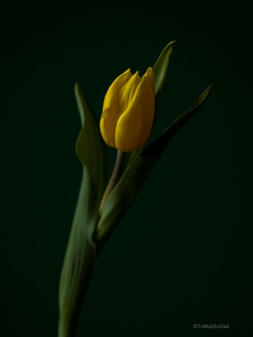 Tulip Photo Picture by Tomas Rodak for sale at TOMs FLOWer CLUB. Limited edition runs of 139 only, framed as real photo print of museum quality, behind 2mm acrylic glass, made by WhiteWall.