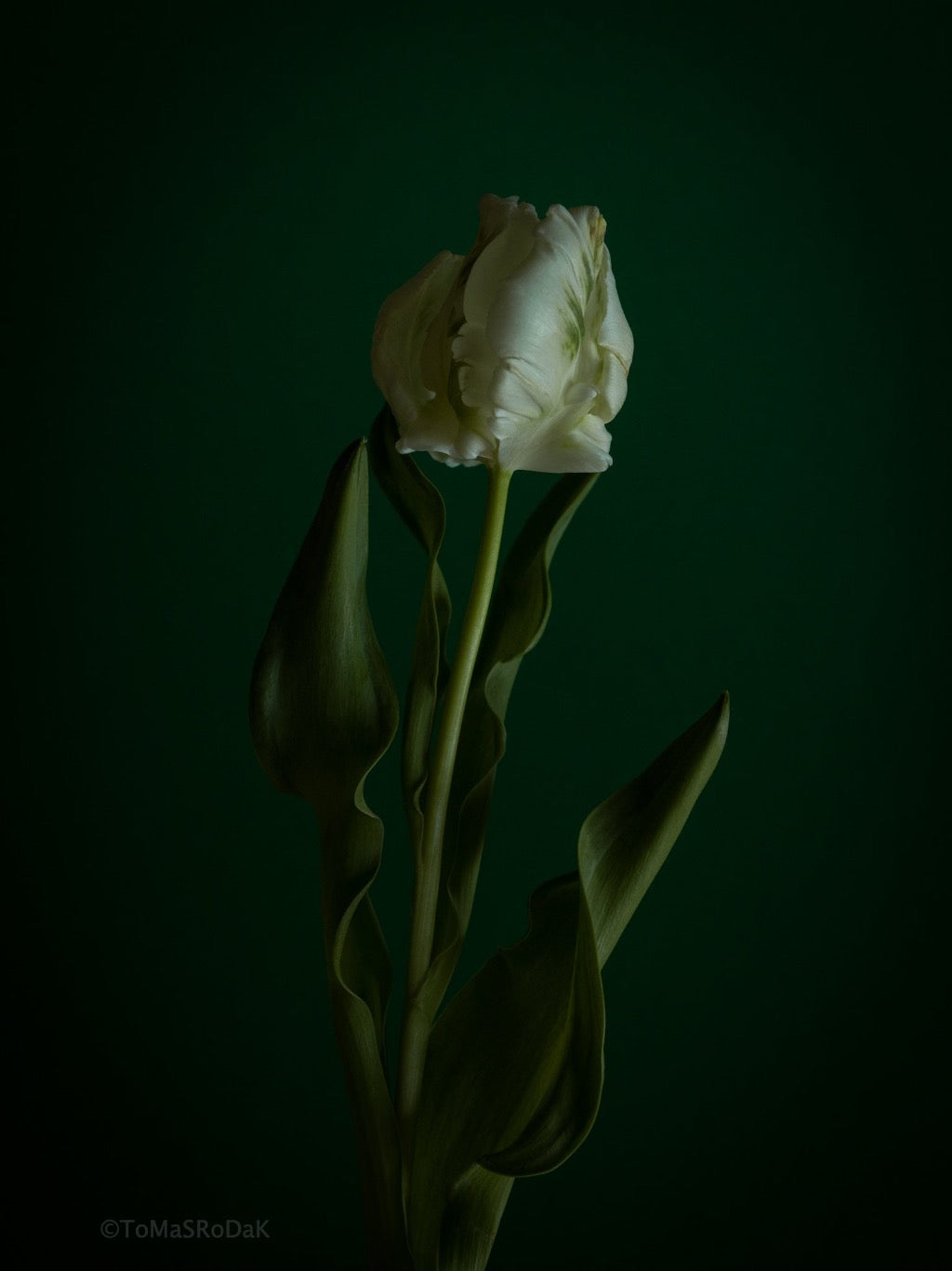 Tulip Photo Picture by Tomas Rodak for sale at TOMs FLOWer CLUB. Limited edition runs of 139 only, framed as real photo print of museum quality, behind 2mm acrylic glass, made by WhiteWall.