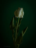 Tulip Photo Picture by Tomas Rodak for sale at TOMs FLOWer CLUB. Limited edition runs of 139 only, framed as real photo print of museum quality, behind 2mm acrylic glass, made by WhiteWall.