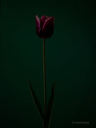 Tulip Photo Picture by Tomas Rodak for sale at TOMs FLOWer CLUB. Limited edition runs of 139 only, framed as real photo print of museum quality, behind 2mm acrylic glass, made by WhiteWall.